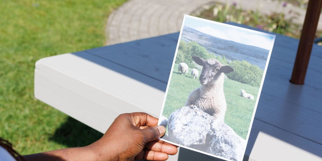 A hand holding a postcard of a sheep looking over a wall, outside on a sunny day