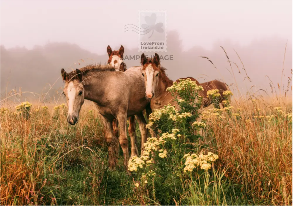 Customise this Foals in the Fog postcard with your own message and we will print and post it for you