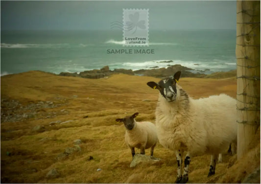Hello! Don’t be sheepish by Celkie - Print-on-demand postcard