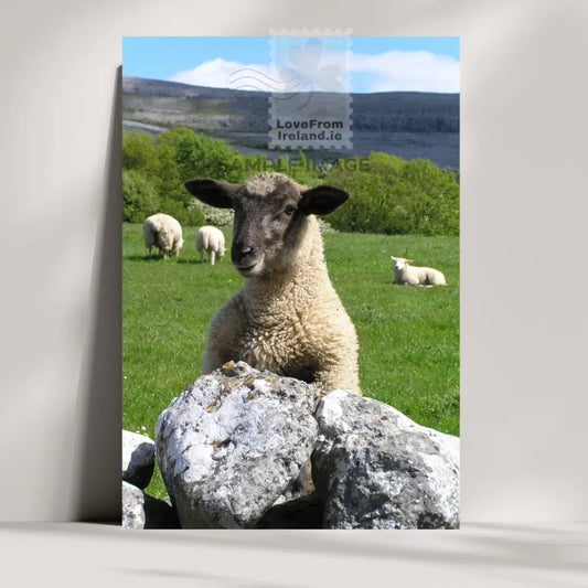 Send this lovely postcard of a friendly sheep sticking his head over a wall to say hello. Customize your postcard online and we will print and post it for you.