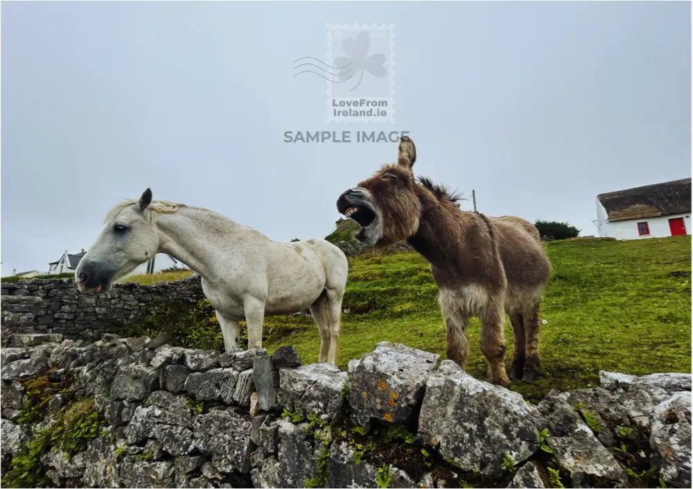 A candid photo postcard of a horse and a donkey in a field on Inis Mór with a stone wall in the foreground and a thatched cottage in the background