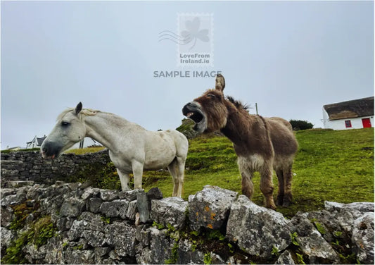 A candid photo postcard of a horse and a donkey in a field on Inis Mór with a stone wall in the foreground and a thatched cottage in the background