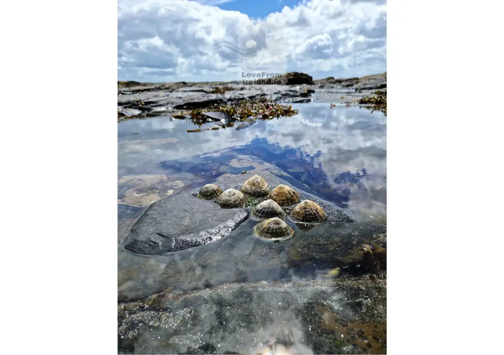 Limpets Enjoying A Bit Of Sunshine By Liam Mcnamara Print-On-Demand Postcard