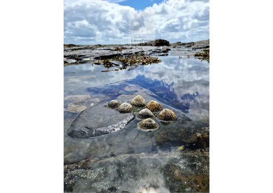 Limpets Enjoying A Bit Of Sunshine By Liam Mcnamara Print-On-Demand Postcard