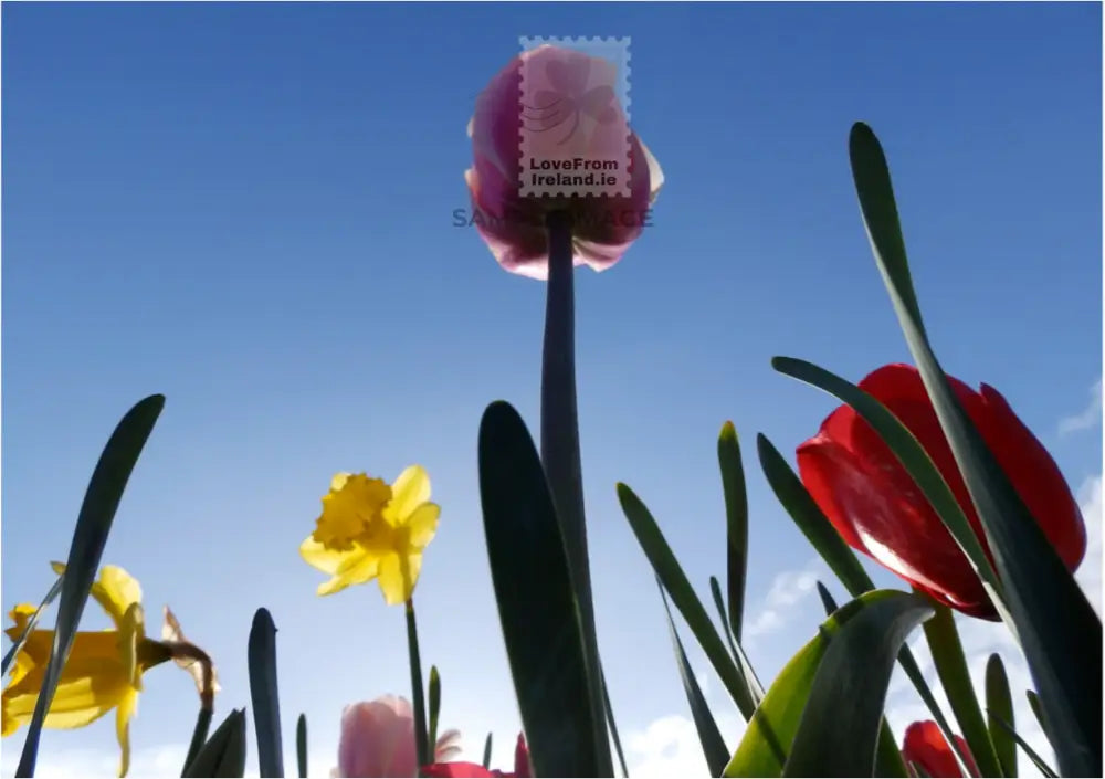 Spring Flowers by Gina Pereira - Print-on-demand postcard