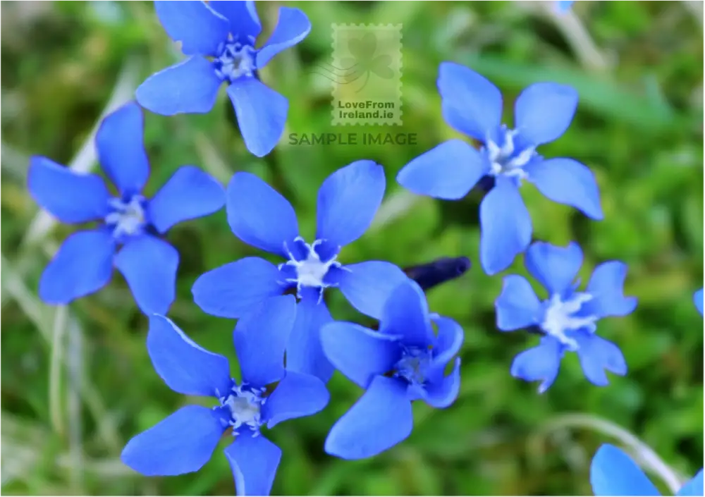 Spring Gentians By Gina Pereira Print-On-Demand Postcard