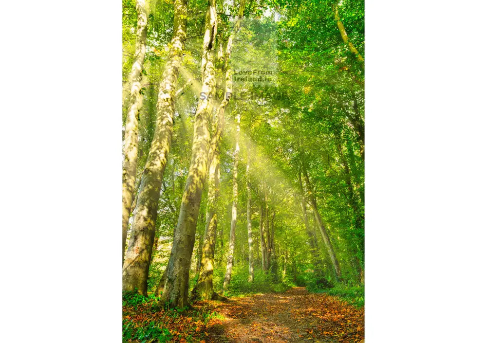 The Lighted Path By Martyn Boyd Print-On-Demand Postcard