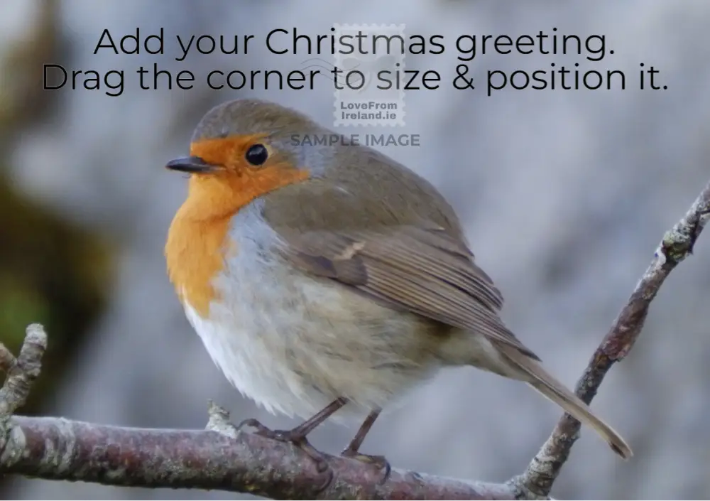 Winter Robin Co. Clare By Georgina Pereira Print-On-Demand Postcard